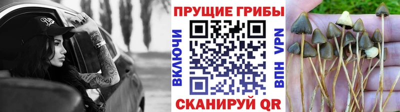 Галлюциногенные грибы Psilocybe  продажа наркотиков  Уяр 